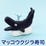 マッコウクジラ寿司